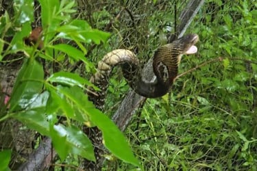 জালে আটকা পড়া বিষধর পদ্মগোখরা বনে অবমুক্ত