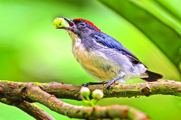 সিঁদুররাঙা পাখি সিঁদুরে ফুলঝুরি