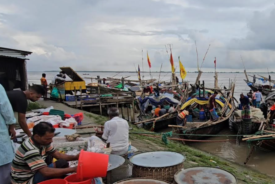 শরীয়তপুরের পদ্মা-মেঘনায় ভরা মৌসুমেও নেই ইলিশ