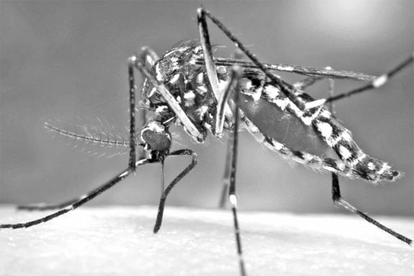 মশা ছাড়া কি টিকবে প্রকৃতি?