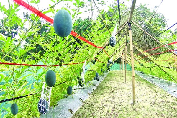 বর্ষাকালীন তরমুজ চাষে বাজিমাত