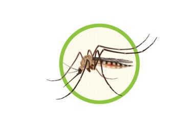 ডেঙ্গুতে এক দিনে পাঁচজনের মৃত্যু
