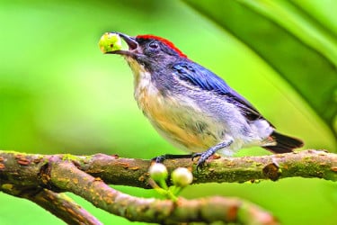 সিঁদুররাঙা পাখি সিঁদুরে ফুলঝুরি
