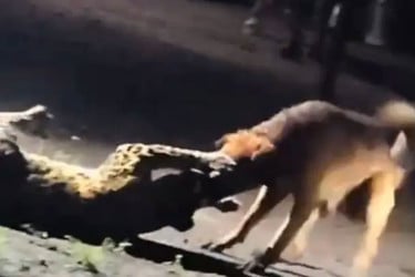 কুকুরের আক্রমণে পিছু হটল চিতাবাঘ