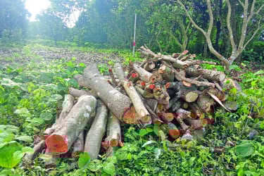 রাজশাহী মেডিকেল ক্যাম্পাসের শত শত গাছ লুট