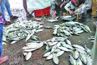 নদীতে নেই ইলিশ দাম ঊর্ধ্বমুখী