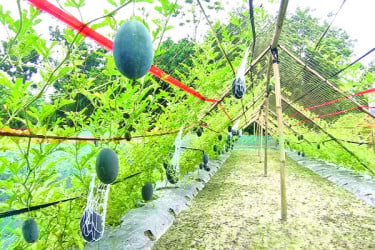 বর্ষাকালীন তরমুজ চাষে বাজিমাত