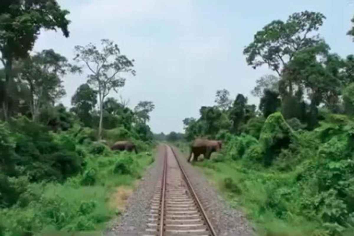 হাতি রক্ষায় ৪০ কোটি টাকার প্রকল্প রেলওয়ের, বসছে সেন্সরযুক্ত রোবটিক ক্যামেরা