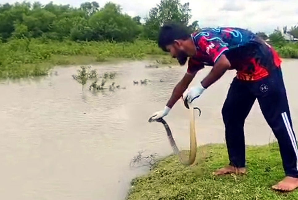 কলাপাড়ায় বিষধর সাপ উদ্ধার