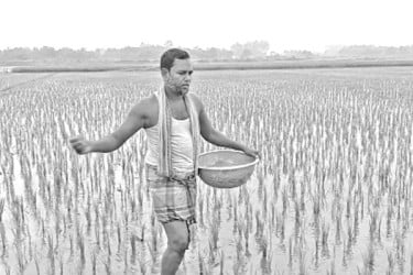 মাত্রাতিরিক্ত রাসায়নিক সার ব্যবহার