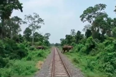 হাতি রক্ষায় ৪০ কোটি টাকার প্রকল্প রেলওয়ের, বসছে রোবটিক ক্যামেরা