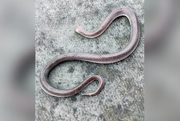 কুয়াকাটা সৈকতে ভেসে এলো বিরল প্রজাতির পাইন্না সাপ