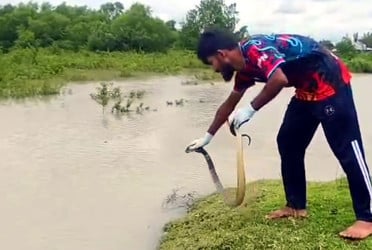 কলাপাড়ায় বিষধর সাপ উদ্ধার