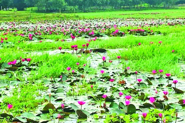 মুগ্ধতা ছড়াচ্ছে লাল শাপলা