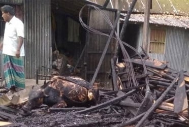 কুড়িগ্রামে আগুনে পুড়ল ৩ গরু