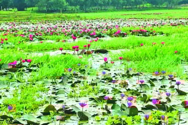 মুগ্ধতা ছড়াচ্ছে লাল শাপলা