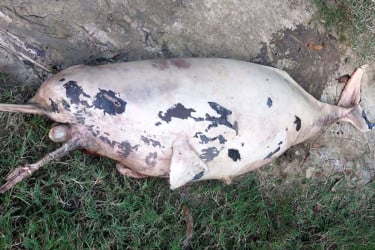 হালদা নদীতে মিললো মৃত ডলফিন