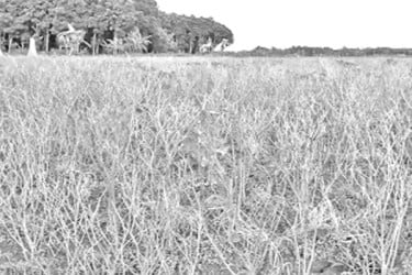টানা বৃষ্টি, মাথায় হাত কৃষকের