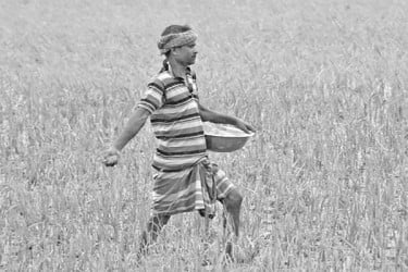 সারের চড়া দাম, আবাদ নিয়ে শঙ্কা