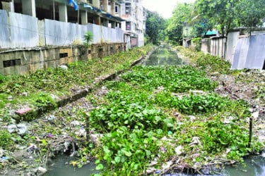 শ্যামাসুন্দরী ঘিরে আশার আলো