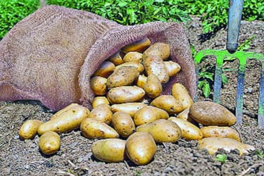 আলুর সর্বনিম্ন দাম বেঁধে দিল সরকার