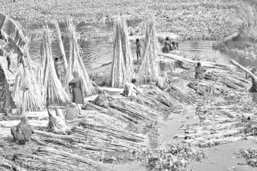 পাটের বাম্পার ফলন, দামে অখুশি