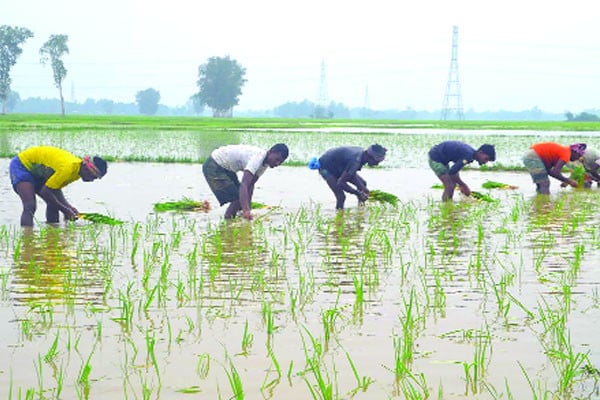 সবুজ ধানে স্বপ্ন বুনছেন কৃষক