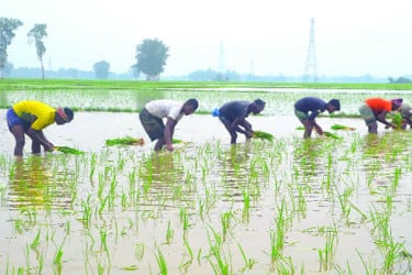 সবুজ ধানে স্বপ্ন বুনছেন কৃষক