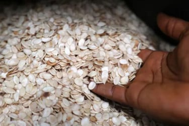 কেন মহাকাশে পাঠানো হলো নাইজেরিয়ার শস্য ‘এগুসি’?