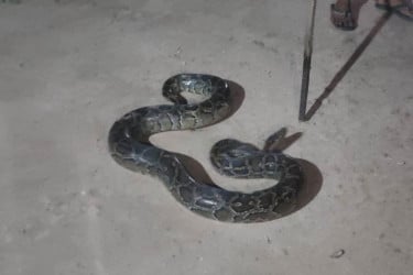 বুড়িচংয়ে বিশাল অজগর উদ্ধার, বন বিভাগে হস্তান্তর