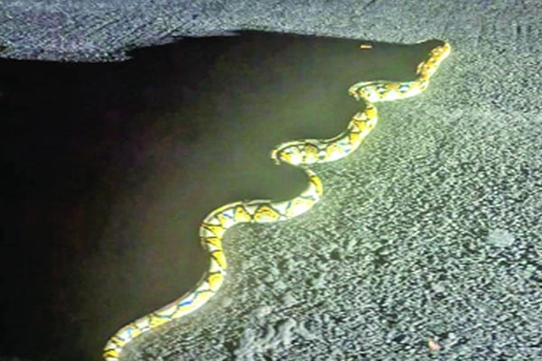 পাহাড়ি অরণ্যে মিলল গোলবাহার অজগর