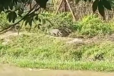 ফেনীর সীমান্ত এলাকায় বাঘের দেখা, আতঙ্ক জনমনে