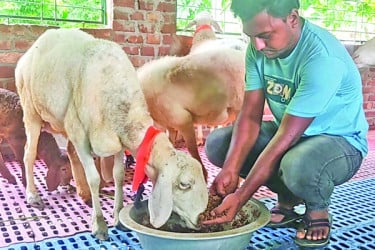 মরুর দুম্বা বাংলাদেশে পালন