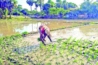 উচ্চ ফলনশীল আমনে নতুন স্বপ্ন