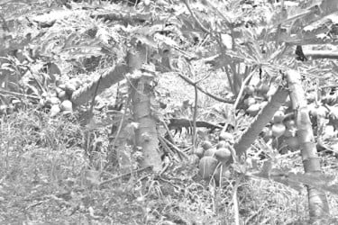 অতিবৃৃষ্টিতে ক্ষতিগ্রস্ত কৃষক