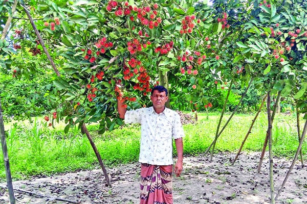 দিনাজপুরে বিদেশি ফল চাষে সফলতা