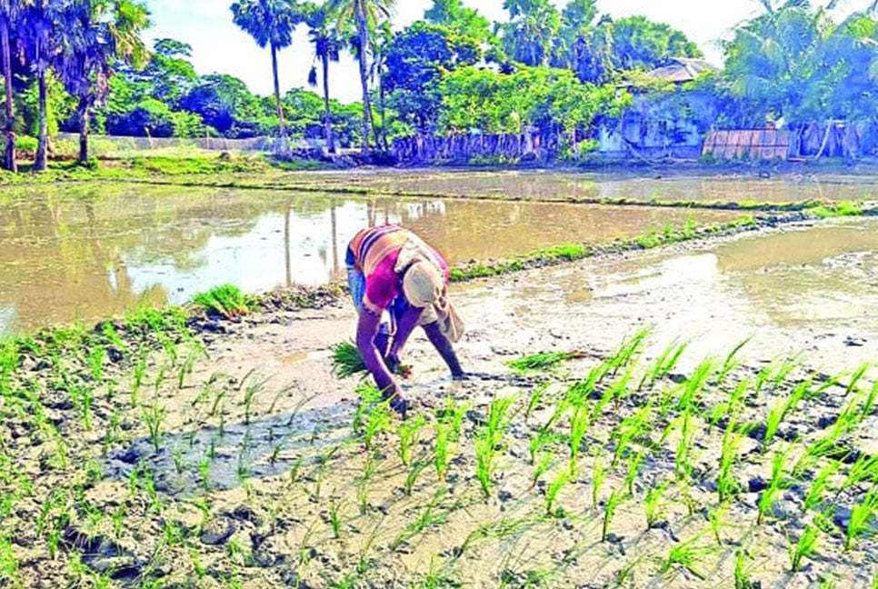 উচ্চ ফলনশীল আমনে নতুন স্বপ্ন