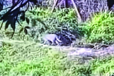 ফেনীতে লোকালয়ে বাঘ, আতঙ্ক