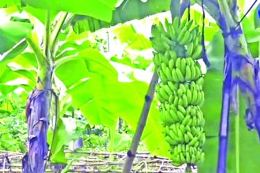মানুষসমান লম্বা কলার কাঁদি