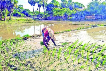 উচ্চ ফলনশীল আমনে নতুন স্বপ্ন