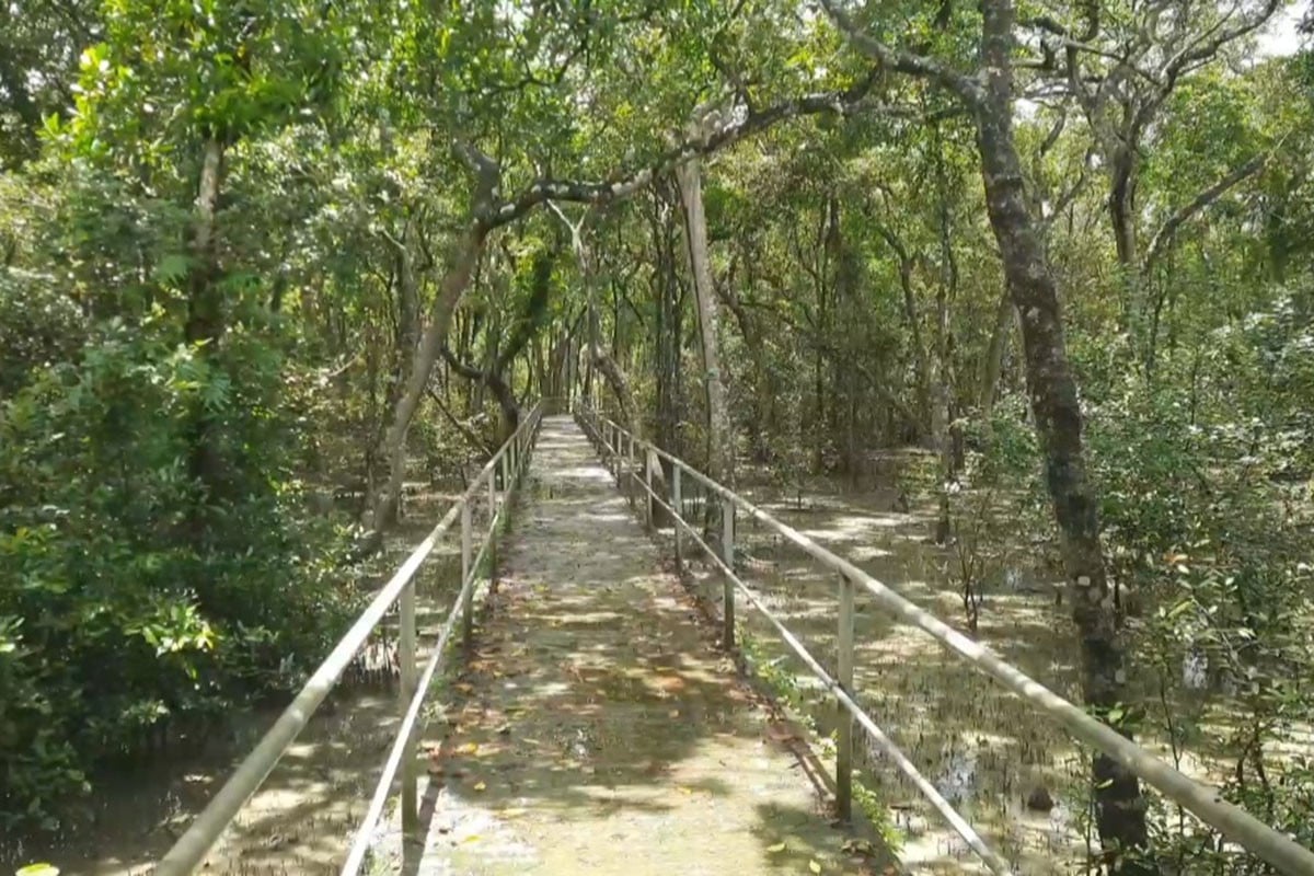 তিন মাস পর খুলছে সুন্দরবন, জেলে ও পর্যটন ব্যবসায়ীদের প্রাণচাঞ্চল্য