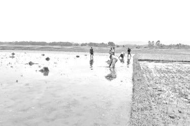 পাহাড়ি অঞ্চলে স্বল্প জীবনকালীন ধান আবাদে আগ্রহ বাড়ছে