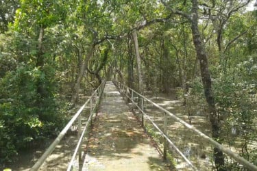 তিন মাস পর খুলছে সুন্দরবন, জেলে ও পর্যটন ব্যবসায়ীদের প্রাণচাঞ্চল্য