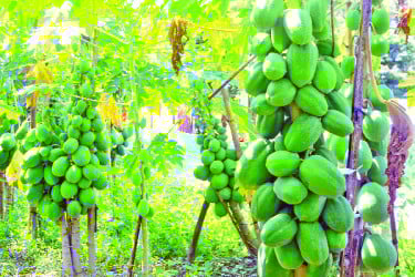 রেড লেডি, ফার্স্ট লেডি জাতের পেঁপে চাষে লাভবান চাষিরা