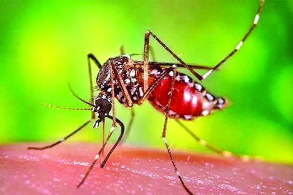 আগস্টে ডেঙ্গুতে নিহত ৩৯