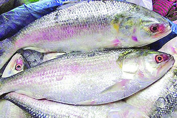 পদ্মার দুই ইলিশ ১৬ হাজার টাকা