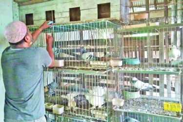 পাখির কলরবে পাল্টেছে জীবন