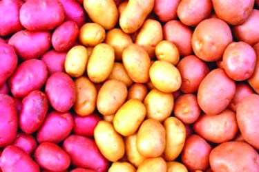 আলু ব্যবসায়ী কৃষক সবার মাথায় হাত