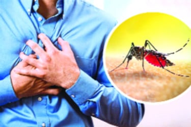 হৃদরোগীদের ডেঙ্গু হলে...