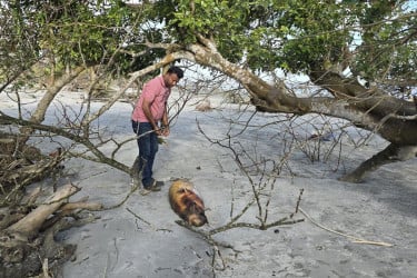 কুয়াকাটা সৈকতে আবারো ভেসে এলো মৃত ডলফিন